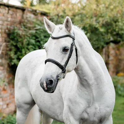 Produktbild von Horseware Pony Cavesson Bridle - Größe Pony