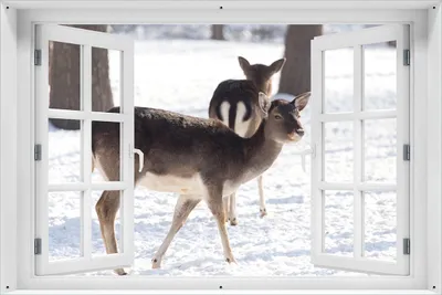 Produktbild von Wallario Outdoor-Poster für Garten oder Balkon 61 x 91,50 cm: Zwei junge Elche im Schnee in Arizona - Amerika