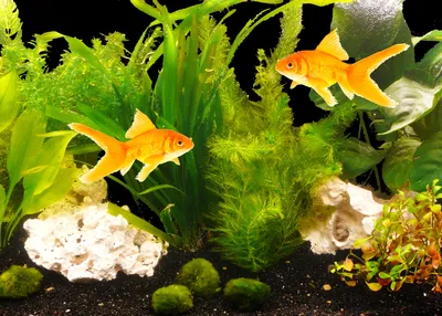 Produktbild von PflanzenSet "Goldfisch" bis 200L