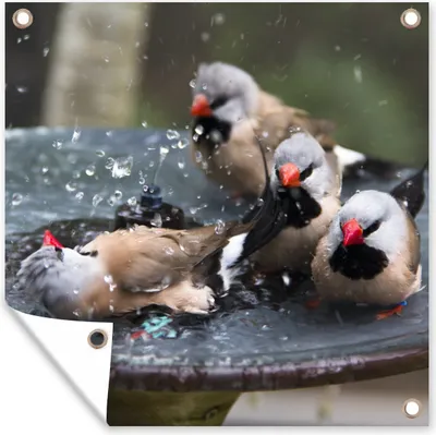 Produktbild von MuchoWow® 50x50 cm Outdoor-Poster Gartendeko Sichtschutz Garten Poster für den Garten  Vogeltränke - Wasser - Vogel