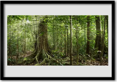 Produktbild von Bild 70x50 MDF-Rahmen Wandkunst Natur Dschungel Wald Bäume