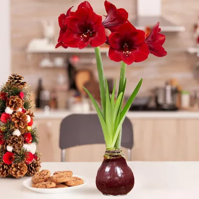 Zdjęcie produktu dla Amaryllis w wosku, ciemnoczerwony - 2 cebulki amaryllisa. Cebulki amaryllisa w wosku, duże (28/30 cm) - Ekskluzywne, prawdziwe rośliny z Holandii - Hippeastrum (bez nasion, nie są sztuczne)