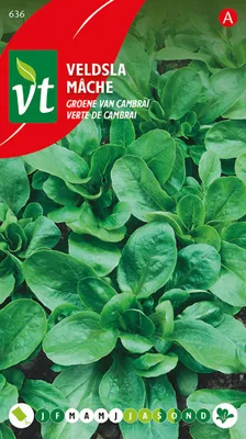 Produktbild von Feldsalat Grüner Cambrai Samen - Ca. 3 gr | VT_636