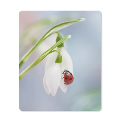 Produktbild von MuchoWow® Mauspad Mousepad Marienkäfer auf einem Schneeglöckchen 30x40 cm - Mousepads - Maus Mat - Pad - Mausunterlage - Mausmatten