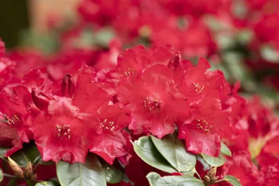 Produktbild von Rhododendron williamsianum 'Tromba', rosa Blüten, 30–40 cm