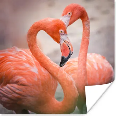 Produktbild von MuchoWow® Poster Flamingos bilden mit ihren Hälsen ein Herz 50x50 cm - Wohnzimmerdekoration