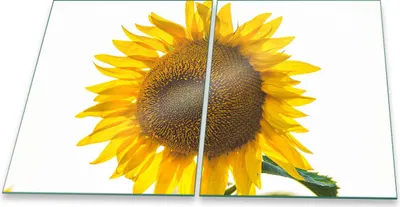 Produktbild von Herdabdeckplatte Glaskeramik 2-Teilig 2x40x52 Sonnenblume Gelb Abdeckung Spritzschutz