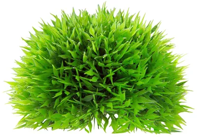 Produktbild von Hobby Plant Ball, Pflanzenball, Pflanzenkugel, Mossball 17,5 cm