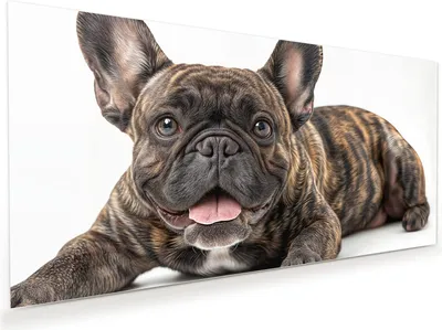 Produktbild von Glasbild 80x40cm in XXL für Wohnzimmer, Schlafzimmer Motiv Französische Bulldogge