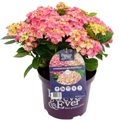 Produktbild von Green boutiQ - Balkonpflanze - Hortensie - Hydrangea Forever & Ever - Rosa - 7-12 Blumen - 2 Pflanzen - Topf 23cm Höhe 55cm
