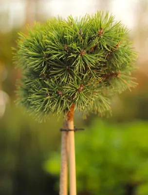 Produktbild von Heimische Bergkiefer Pinus mugo Mops auf Stamm veredelt 40 cm immergrüne Kiefer