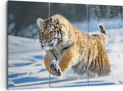 Produktbild von Bild auf Leinwand - Leinwandbild - tiger tier - 105x70cm - Wand Bild - Wanddeko - Wandbilder - Leinwanddruck - Bilder - Kunstdruck - Wanddekoration - Leinwand bilder - Wandkunst - CE105x70-3928