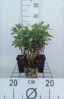 Immagine prodotto di 6 x Euphorbia amygd. 'Robbiae' - Euforbia - vaso 9 x 9 cm