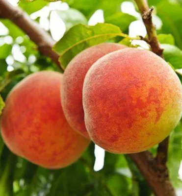Produktbild von Pfirsichbaum ´HARNAS´ Unterlage Rakoniewiczka, wurzelnackt