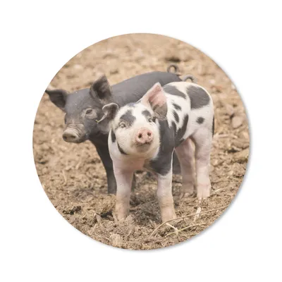 Produktbild von MuchoWow® Mauspad Mousepad Tiere - Schwein - Bauernhof 20x20 cm - Mousepads - Maus Mat - Pad - Mausunterlage - Schreibtischmatte