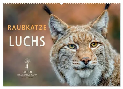 Produktbild von Raubkatze Luchs (Wandkalender 2027 DIN A2 quer), CALVENDO Monatskalender
