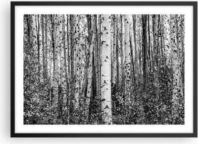 Produktbild von Gerahmtes Poster - Schwarzer Rahmen - Birken Wald Monochrom - 70x50 cm - Wand Bild - Wanddeko - Wandbilder - Kunstposter - Wandposter - Bilderrahmen - Bilder - Kunstdruck - P2BAA70x50-4643