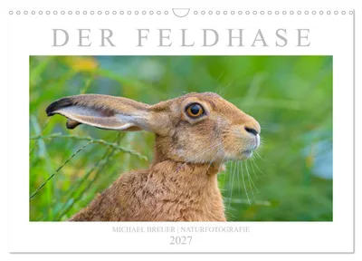 Produktbild von Der Feldhase (Wandkalender 2027 DIN A3 quer), CALVENDO Monatskalender