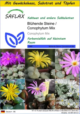 Produktbild von SAFLAX Anzucht Set - Blühende Steine / Conophytum Mix - Conophytum Mix - 40 Samen - Mit Mini-Gewächshaus, Anzuchtsubstrat und 2 Töpfen