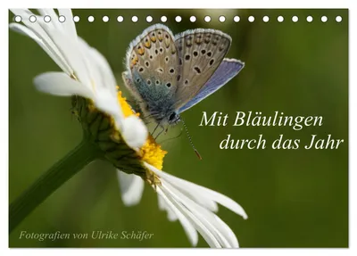 Produktbild von Mit Bläulingen durch das Jahr (Tischkalender 2027 DIN A5 quer), CALVENDO Monatskalender