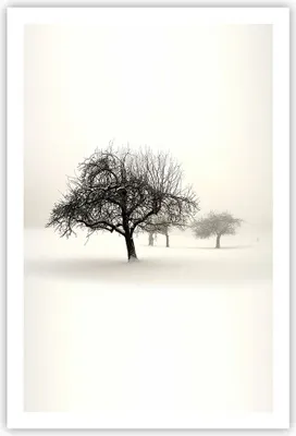 Produktbild von Poster - Poster ohne Rahmen - Bäume Schnee Nebel - 61x91,5 cm - Wand Bild - Wanddeko - Wandbilder - Kunstposter - Wandposter - Bilder - Kunstdruck - Wanddekoration - Wandbild - P2XPA61x91-4136