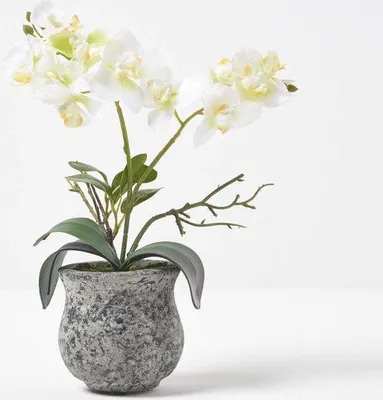 Produktbild von Unyqoos® Homescapes Künstliche Phalaenopsis‑Orchidee (weiß‑grün), ca. 32 cm – dunkler Beton‑Topf mit Kunsterde & Kunstmoos, seidenähnliche Blüten