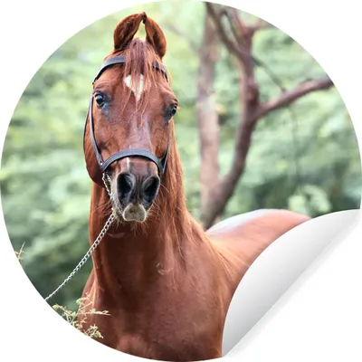 Produktbild von MuchoWow® Runde Wandtattoo - Wandsticker Tapete Aufkleber Pferd - Wald - Halfter Ø 50 cm Selbstklebend und Repositionierbar - Wandaufkleber - Kreis - Wand Kreis - Wand Bild - Foto Tapete - Selbstklebende - Wohnzimmerdekoration - Wand Dekoration - Kinderzimmer