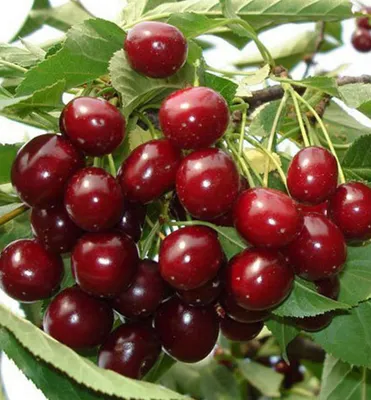 Produktbild von Sauerkirschbaum ´LUTOWKA´ Unterlage Steinweichsel, wurzelnackt