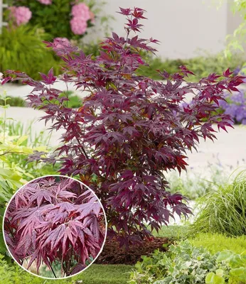 Produktbild von BALDUR Garten 2x Japanischer Ahorn 'Burgund', Pflanzen im 12 cm-Topf, dezenter Farbtupfer in Ihrem Garten, winterhart & mehrjährig, ideal für Garten & Terrasse, wunderschöner Blickfang