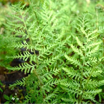 Immagine prodotto di 6 x Felce vermiforme - Dryopteris filix-mas 'Linearis Polydactyl' | Vaso 9cm x 9cm