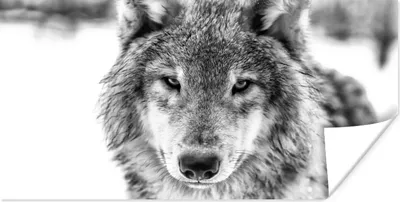 Produktbild von MuchoWow® Poster Wolf im Winter in Schwarz und Weiß 160x80 cm - Foto Poster