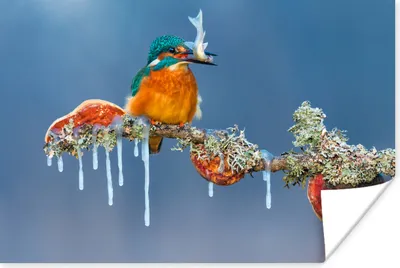 Produktbild von MuchoWow® Poster Eisvogel - Zweig - Fisch 60x40 cm - Schlafzimmerdekoration