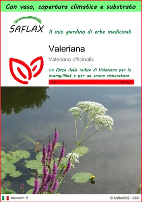 Immagine prodotto di SAFLAX Garden to go - Valeriana - 200 semi - Valeriana