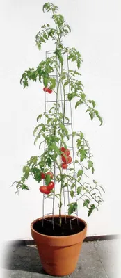 Produktbild von Bellissa Tomatenturm 180cm 180 cm hoch
