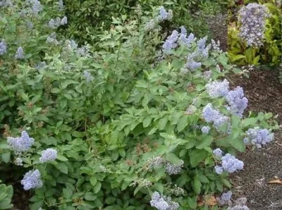 Produktbild von Ceanothus deliliana Glorie de Versailles - Säckelblume - duftend 30-40