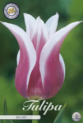 Artikelbild 2 von 'Tulpe Ballade (7 Stück)' aus der Kategorie Tulpenzwiebeln