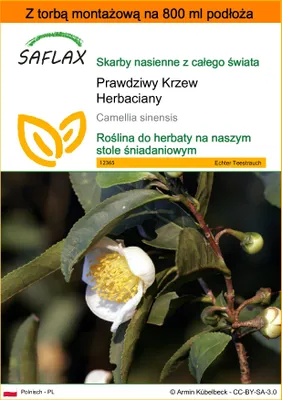 Zdjęcie produktu dla SAFLAX - Garden in the bag - Prawdziwy Krzew Herbaciany - 6 Nasiona - Z podłożem uprawowym w praktycznej, samorozkładającej się torbie - Camellia sinensis