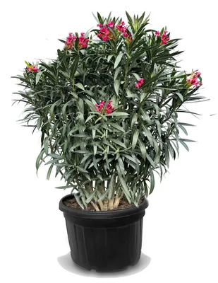 Immagine prodotto di Sunny Tree - Oleandro - Nerium Oleander - Colore rosso - Altezza 220-240 cm - Pianta da esterno - Sempreverde in inverno - Pianta mediterranea - 110 litri