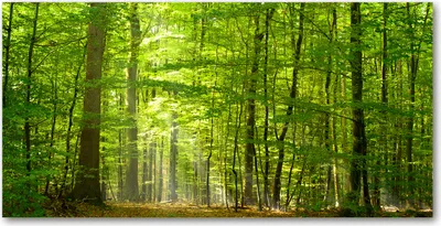 Produktbild von Tulup® Glas-Bild - 100x50 -Wandkunst - Wandbild hinter gehärtetem Sicherheitsglas  - Landschaften - Laubwald - Grün
