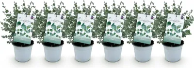 Image de Green boutiQ - Plante de terrasse - Arbre d'eucalyptus - Eucalyptus gunni  - Gris - 6 plantes - Résistant au froid - Pot de 14 cm, hauteur 30 cm