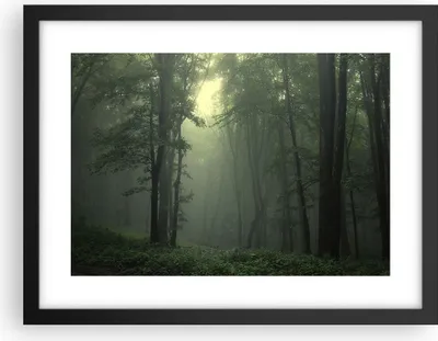 Produktbild von Gerahmtes Poster - Schwarzer Rahmen - Wald Nebel Baum - 40x30 cm - Wand Bild - Wanddeko - Wandbilder - Kunstposter - Wandposter - Bilderrahmen - Bilder - Kunstdruck - Wandbild - P2BAA40x30-3543