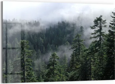 Produktbild von DEQORI Glasbild Echtglas 90x60 cm 'Tannenspitzen im Nebel' Wandbild Bild modern Deko