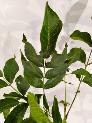 Produktbild von Juglans regia 'Chandler', Walnussbaum, Höhe 100 cm, 5-Liter-Topf