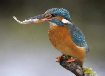 Produktbild von 3 D Ansichtskarte Eisvogel frisst Fisch, Postkarte Wackelkarte Hologrammkarte, Tier Vogel