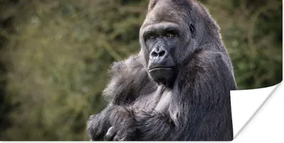 Produktbild von MuchoWow® Poster Großer Gorilla schaut direkt in die Kamera 80x40 cm - Wanddeko
