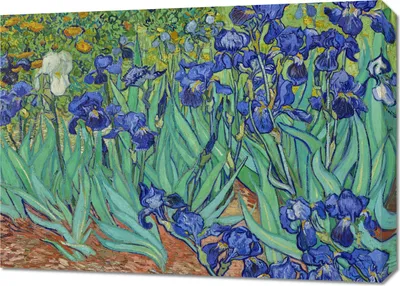 Zdjęcie produktu dla Obraz 70x50cm Irises, Van Gogh Vintage do Salonu
