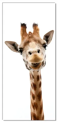 Produktbild von Wallario selbstklebende Türtapete 100 x 220 cm - Giraffenkopf - Abwischbar, rückstandsfrei zu entfernen