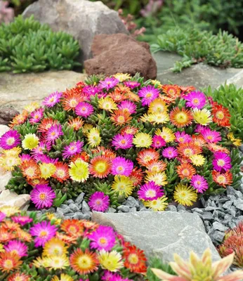 Produktbild von BALDUR Garten 6x Winterharte Eisblumen Summer Mix, Pflanzen im 9x9 cm-Topf, Bodendecker, winterharte Staude, trockenresistent, mehrjährig, bienenfreundlich, pflegeleicht