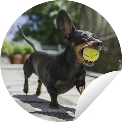 Produktbild von MuchoWow® Gartenposter Outdoor-Poster Rund Ein schwarzer Dachshund mit einem Tennisball Ø 60 cm Gartendeko Rundes Poster draußen