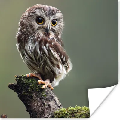 Produktbild von MuchoWow® Poster Nahaufnahme einer kleinen Eule 75x75 cm - Wand Dekoration